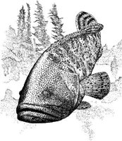 FNA020A.JPG