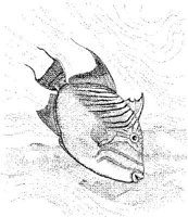 FNA019A.JPG