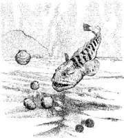 FNA018A.JPG