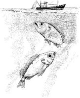 FNA016A.JPG