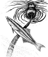 FNA013A.JPG