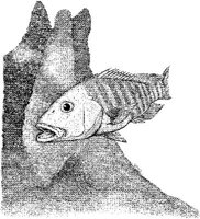 FNA012A.JPG