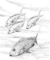 FNA011A.JPG