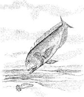 FNA009A.JPG
