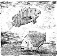 FNA008A.JPG