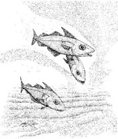 FNA007A.JPG