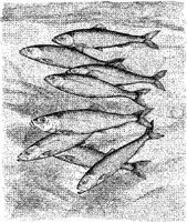 FNA004A.JPG