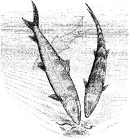 FNA003A.JPG