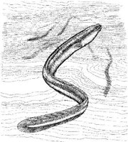 FNA002A.JPG