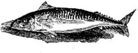 EAC027X.JPG