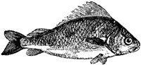 EAC027V.JPG