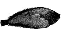 EAC027U.JPG