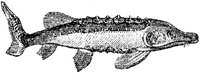 EAC027S.JPG