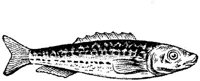 EAC027M.JPG