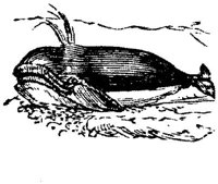 EAC027II.JPG