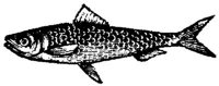 EAC027C.JPG