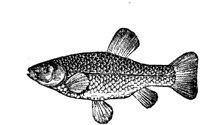 EAC026V.JPG
