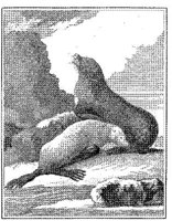 ANI126A.JPG