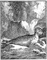 ANI123A.JPG