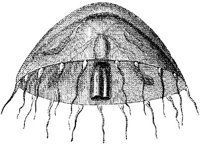 AMB275G.JPG