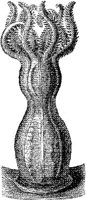 AMB275E.JPG