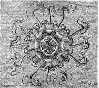 AMB275A.JPG