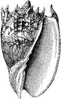 AMB273E.JPG