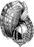 AMB273C.JPG