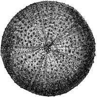 AMB272F.JPG