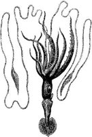 AMB268D.JPG