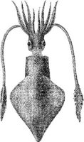 AMB268C.JPG