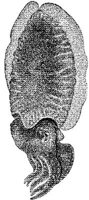 AMB268A.JPG