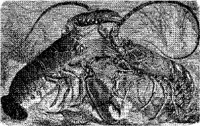 AMB266G.JPG