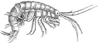 AMB263C.JPG