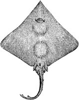 AMB233F.JPG