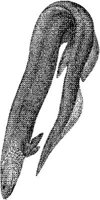 AMB232D.JPG