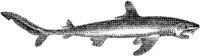 AMB230A.JPG