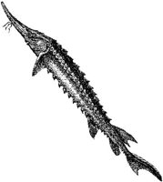 AMB228F.JPG