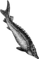 AMB228C.JPG