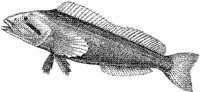 AMB227D.JPG