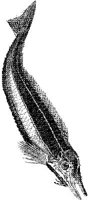AMB227A.JPG