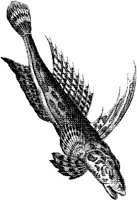 AMB226C.JPG