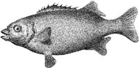 AMB225D.JPG