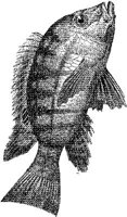 AMB225A.JPG