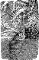 AMB220D.JPG