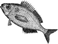 AMB220C.JPG