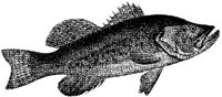 AMB219D.JPG