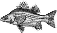 AMB219B.JPG