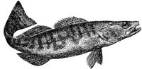 AMB219A.JPG