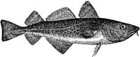 AMB217E.JPG
